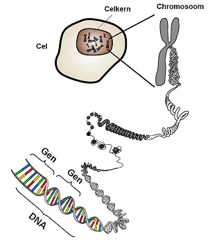 DNA genen en chromosomen
